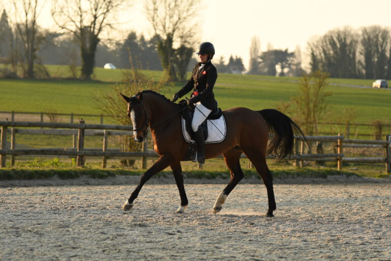Un cheval au trot lors d'une reprise de dressage.