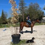 Cours de dressage au soleil avec Eugène le teckel