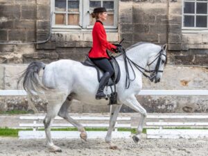 Un cheval travaille au trot rassemblé